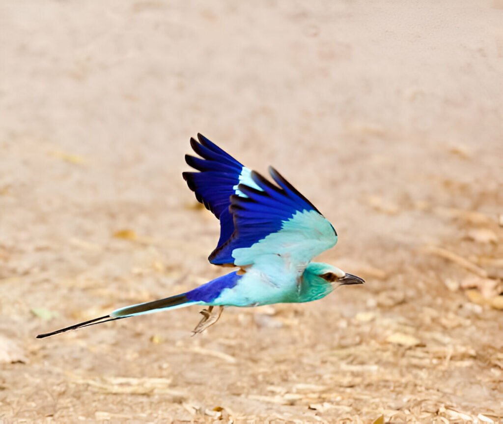 Abyssinian Roller