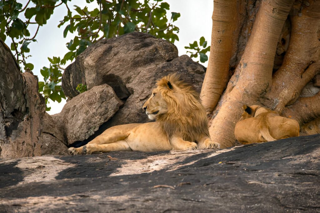Large and majestic male lion (panthera leo) resting next to a sleeeping lioness on a rock. Shot in wildlife, Kidepo National Park