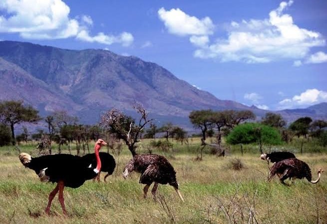 Narus Valley