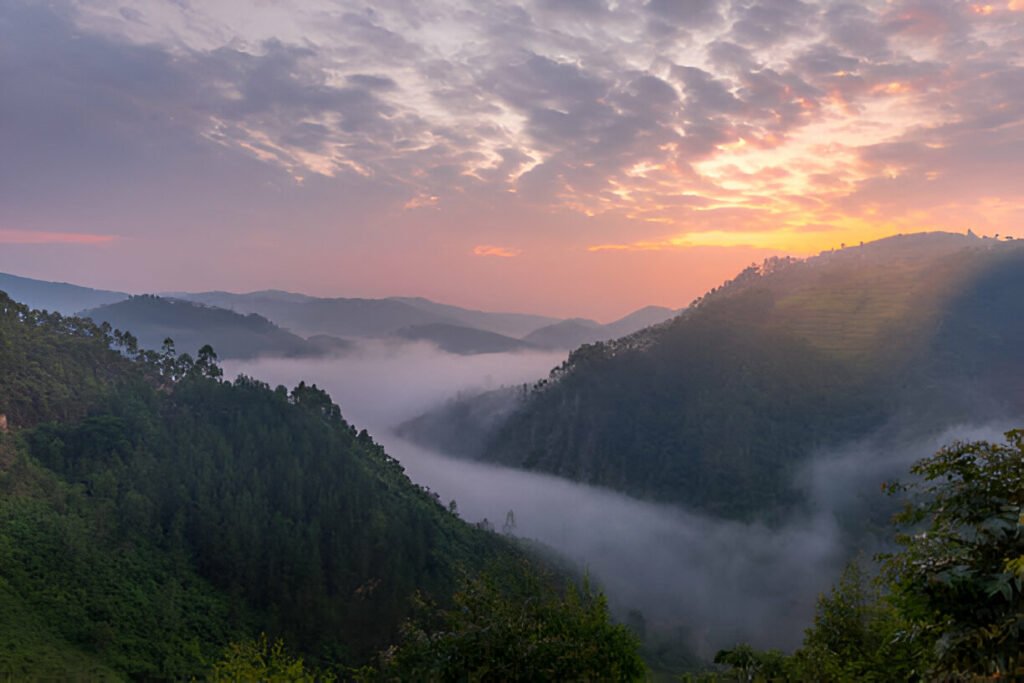 bwindi impenetrable national forest
