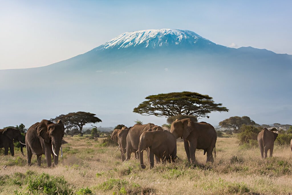 elephants in kilimanjaro