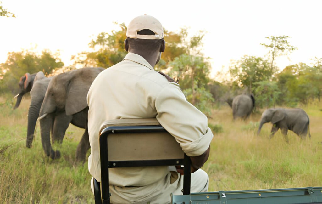 safari guide