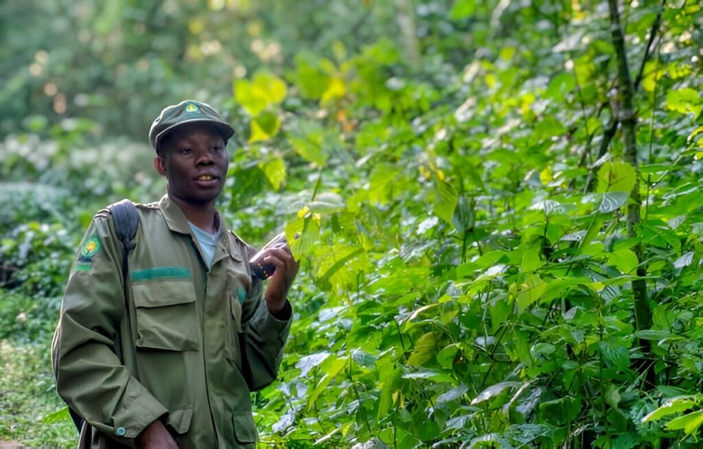 safari guide